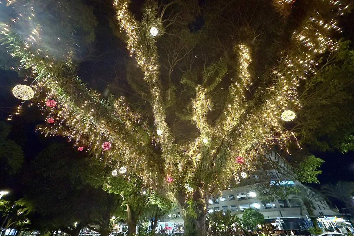 A large Esplanade tree in Cairns draped in strings of warm lights and hanging globes against the night sky, with a building behind it